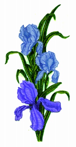 Balboa threadworks embroidery design iris 1002 inches h x 405 inches w Balboa threadworks embroidery design iris 1002 inches h x 405 inches w