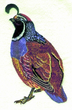 Balboa threadworks embroidery design quail 350 inches h x 235 inches w Balboa threadworks embroidery design quail 350 inches h x 235 inches w