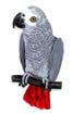 African Grey embroidery design