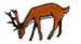 Buck embroidery design
