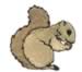 Squirrel embroidery design
