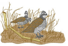 Bobwhite quail embroidery designs machine embroidery designs at Bobwhite quail embroidery designs machine embroidery designs at