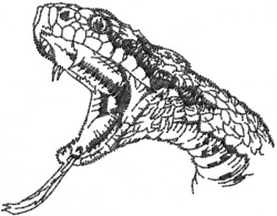 Rattlesnake embroidery designs machine embroidery designs at