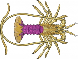 Lobster embroidery designs machine embroidery designs at Lobster embroidery designs machine embroidery designs at
