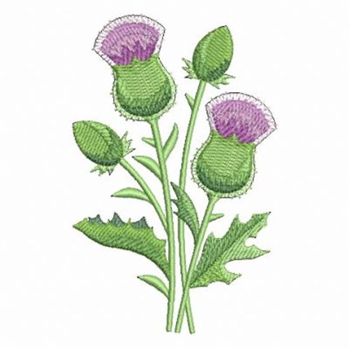Scottish thistle embroidery designs machine embroidery designs at