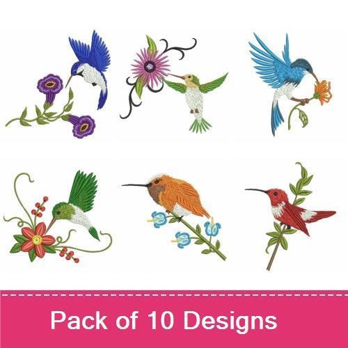 Elegant Hummingbirds