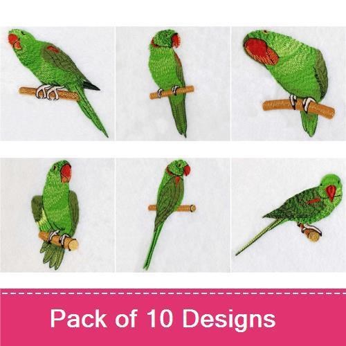 Asian Parakeet