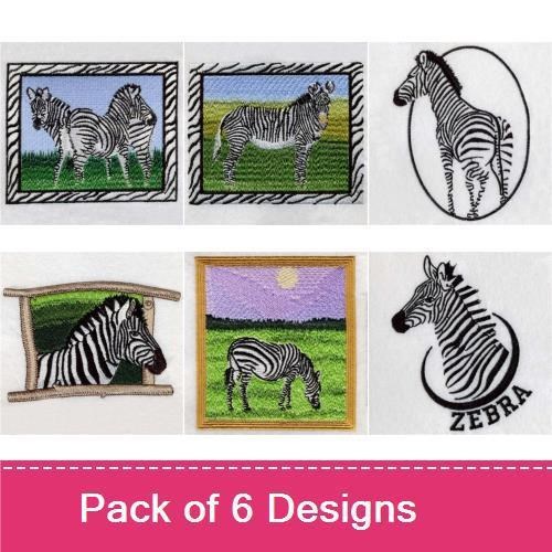 African Zebra