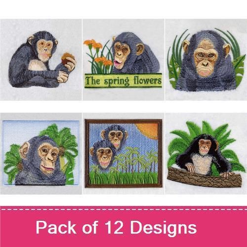 Chimpanzee