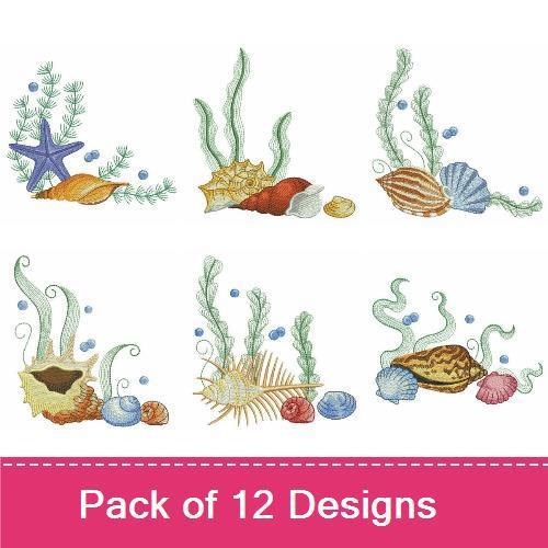 Seashells 5