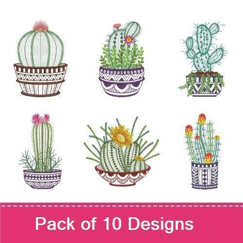 Basket Cactus