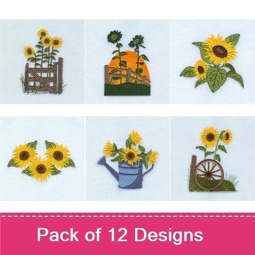 Sunflowers in Bloom