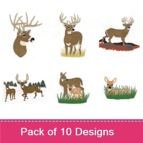 White-Tailed Deer
