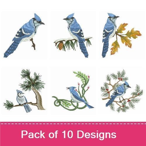 Blue Jay 2