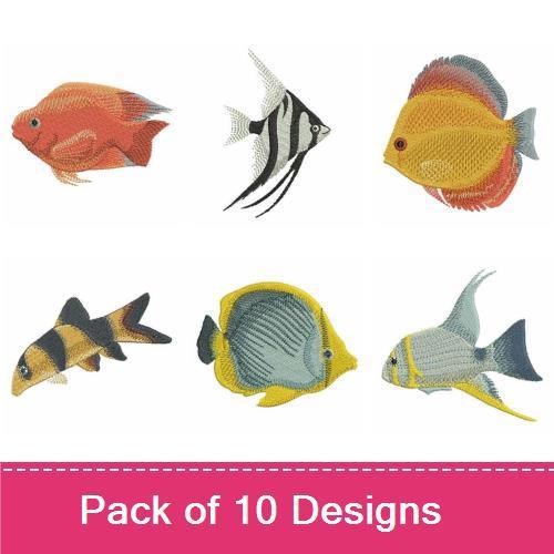 Colorful Tropical Fish