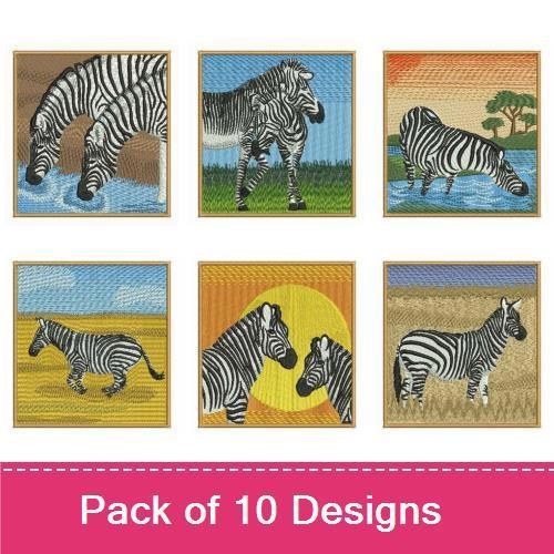 Africa Zebra