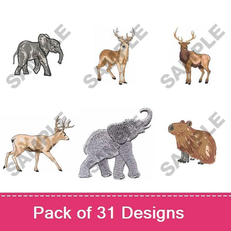 Animals In The Wild