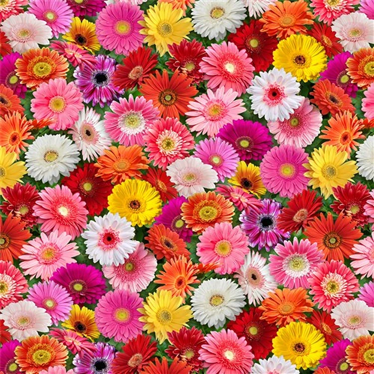 Burst of Color Gerbera Daisies in Multi & Get a Free $89.99 Embroidery Bundle