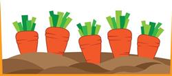 Carrots