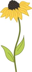 Coneflower