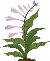 Flowering Hosta