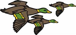 Flying Ducks