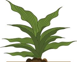 Hosta Leaves
