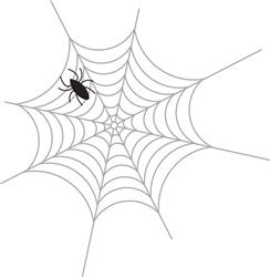Spider Web