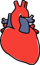 Anatomical Heart