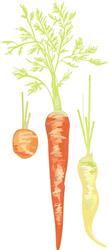 Carrots Veggies
