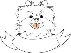 Cute Pomeranian 