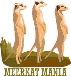 Meerkat Mania