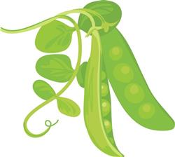 Peas Plant