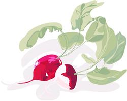 Radish Plant