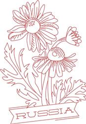Russia Daisy