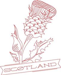 Scotland Thistle