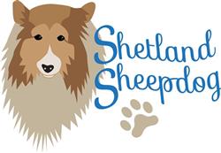 Shetland Sheepdog
