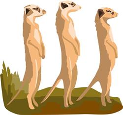 Three Meerkats