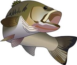BASS FISH