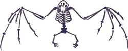 Bat Skeleton