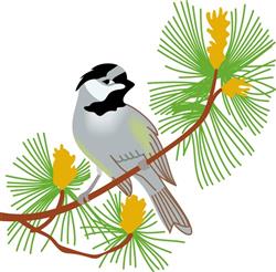 BLACK CAPPED CHICKADEE
