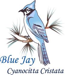 BLUE JAY