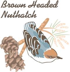 BROWN HEADED NUTHATCH