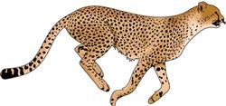 CHEETAH