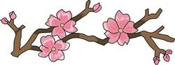 CHERRY BLOSSOMS