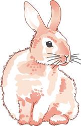 CUDDLY RABBIT