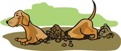 DACHSHUND DIGGING