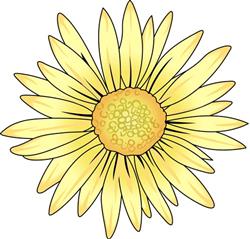 DAISY BLOOM