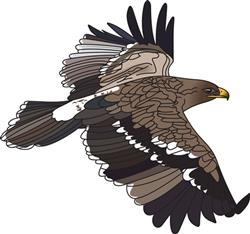 EAGLE FLYING
