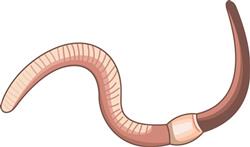 EARTHWORM